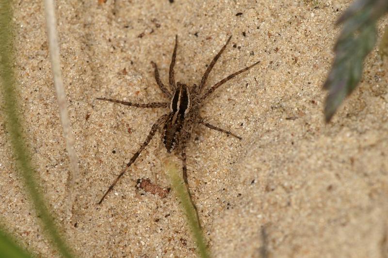 Pardosa_monticola_D3024_Z_85_NP De Hoge Veluwe_Nederland.jpg